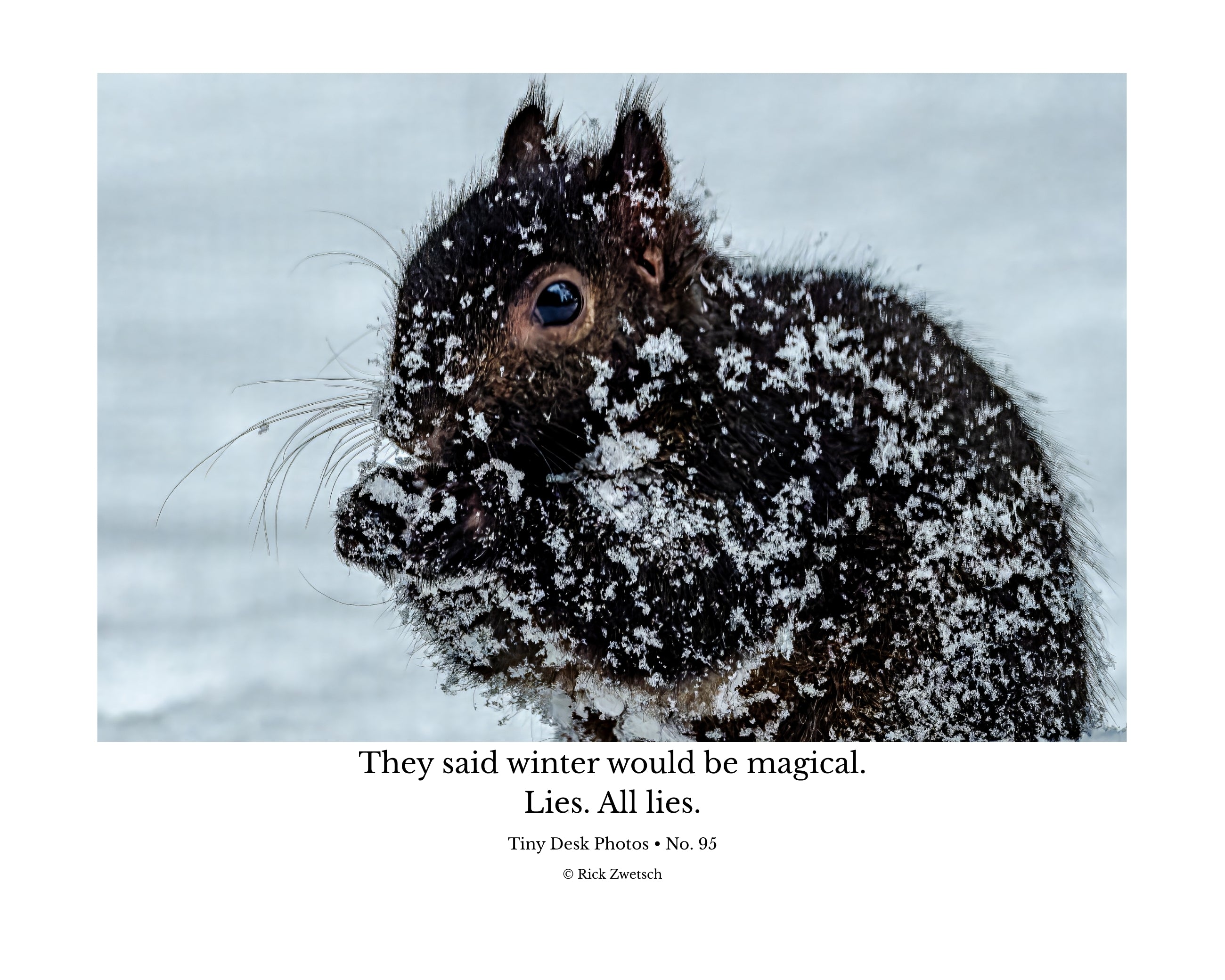Fox Squirrel in Snow Portrait Wildlife Photography Print | Tiny Desk Photos No. 95