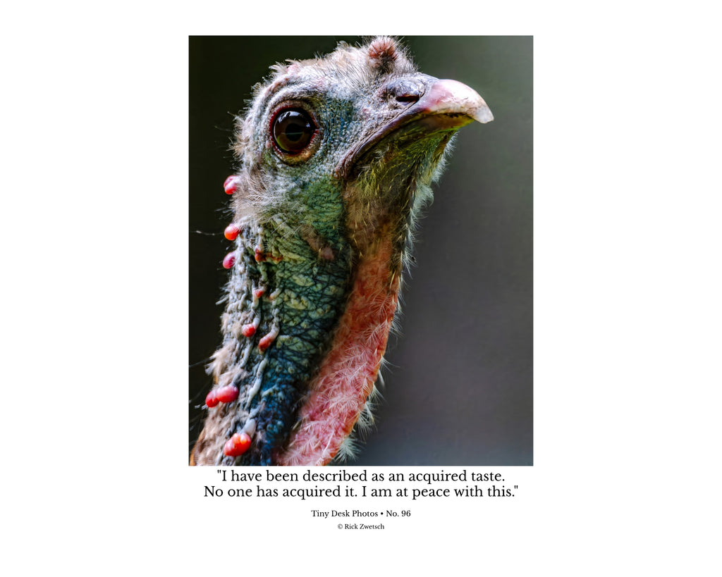 Wild Turkey Portrait Wildlife Photography Print | Tiny Desk Photos No. 96