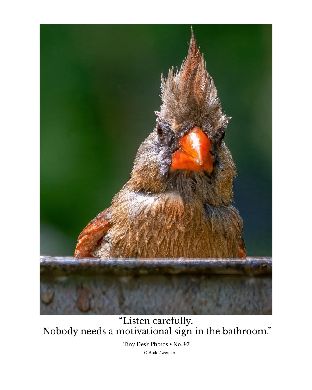 Female Northern Cardinal Portrait Wildlife Photography Print | Tiny Desk Photos No. 97