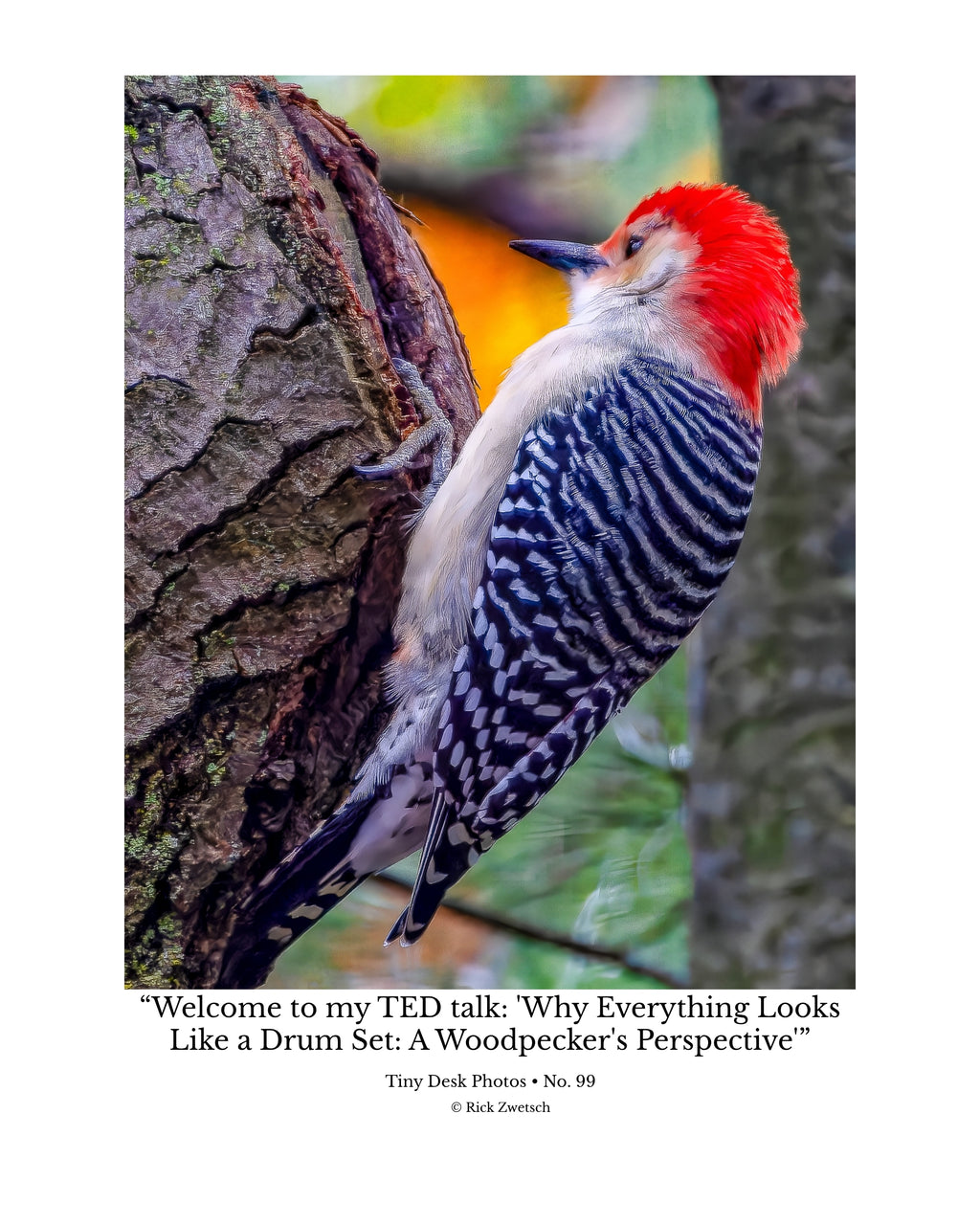 Red-Bellied Woodpecker Wildlife Photography Print | Tiny Desk Photos No. 99