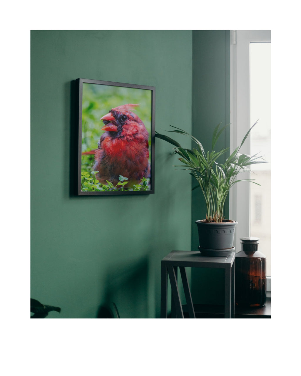 Tiny Desk Photos • No. 12 | Northern Cardinal | Defiance