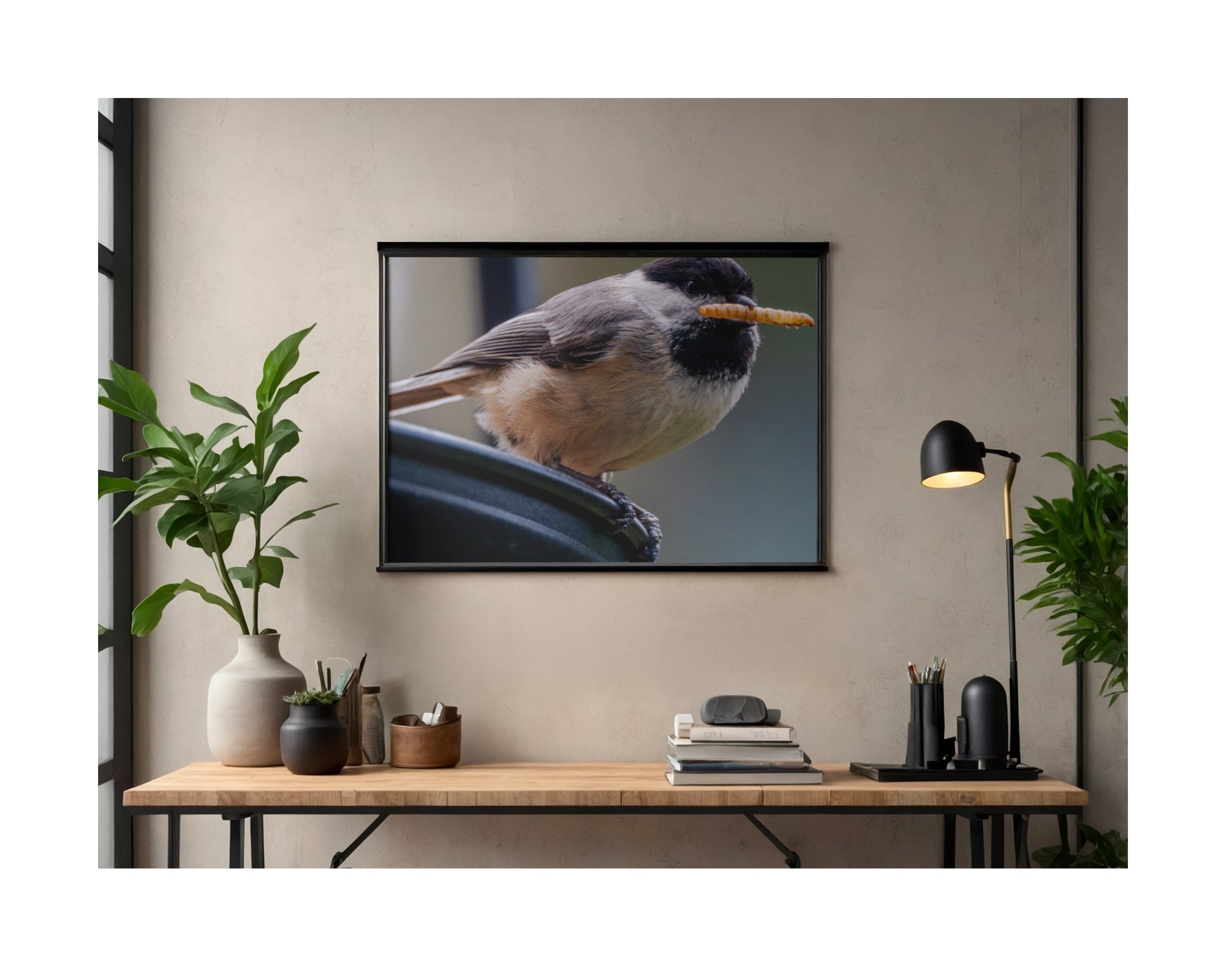 Tiny Desk Photos • No. 13 | Black-capped Chickadee | Boundaries