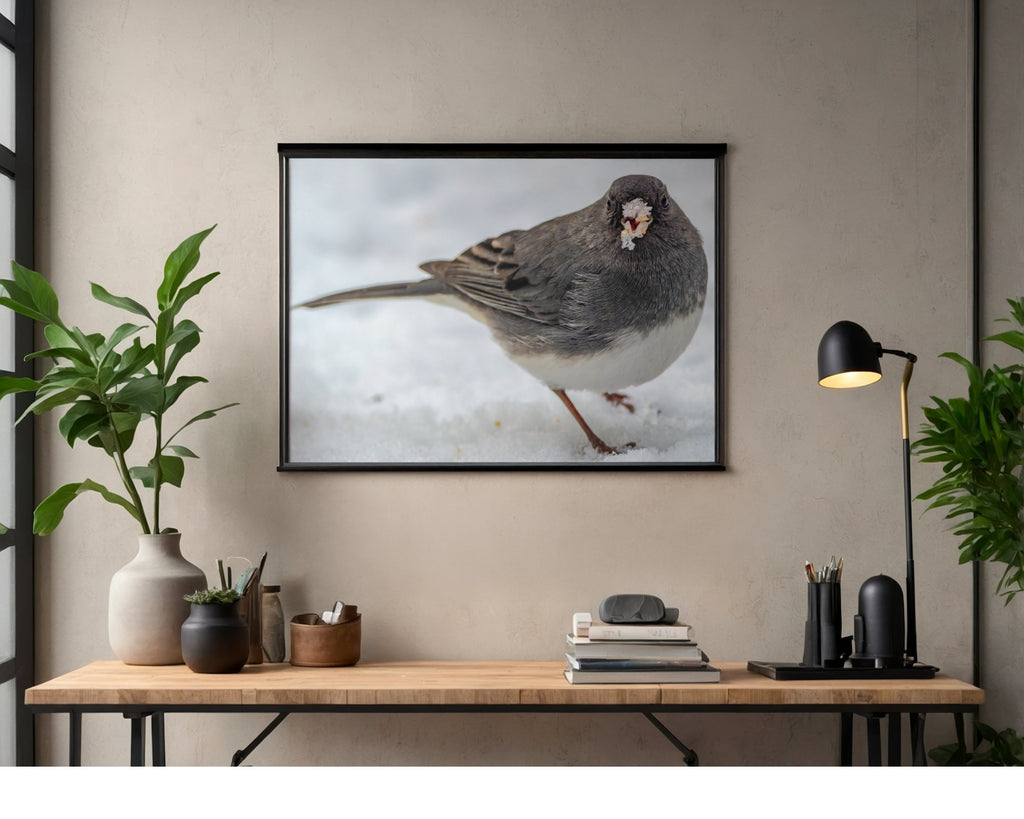 Tiny Desk Photos • No. 14 | Dark-eyed Junco | Priorities