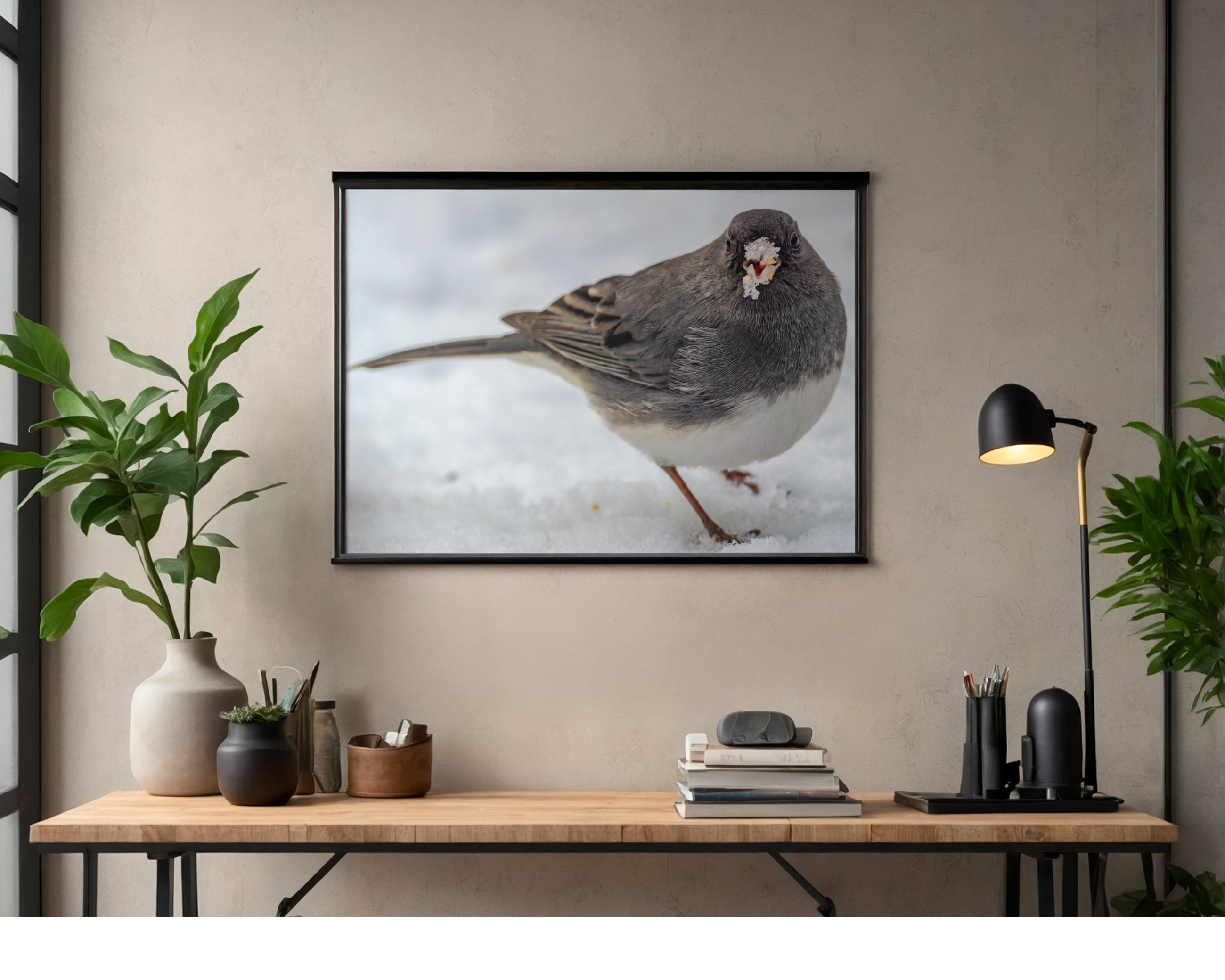 Tiny Desk Photos • No. 14 | Dark-eyed Junco | Priorities