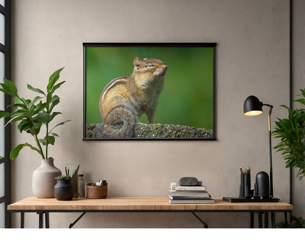 Tiny Desk Photos • No. 16 | Eastern Chipmunk | Dismissal