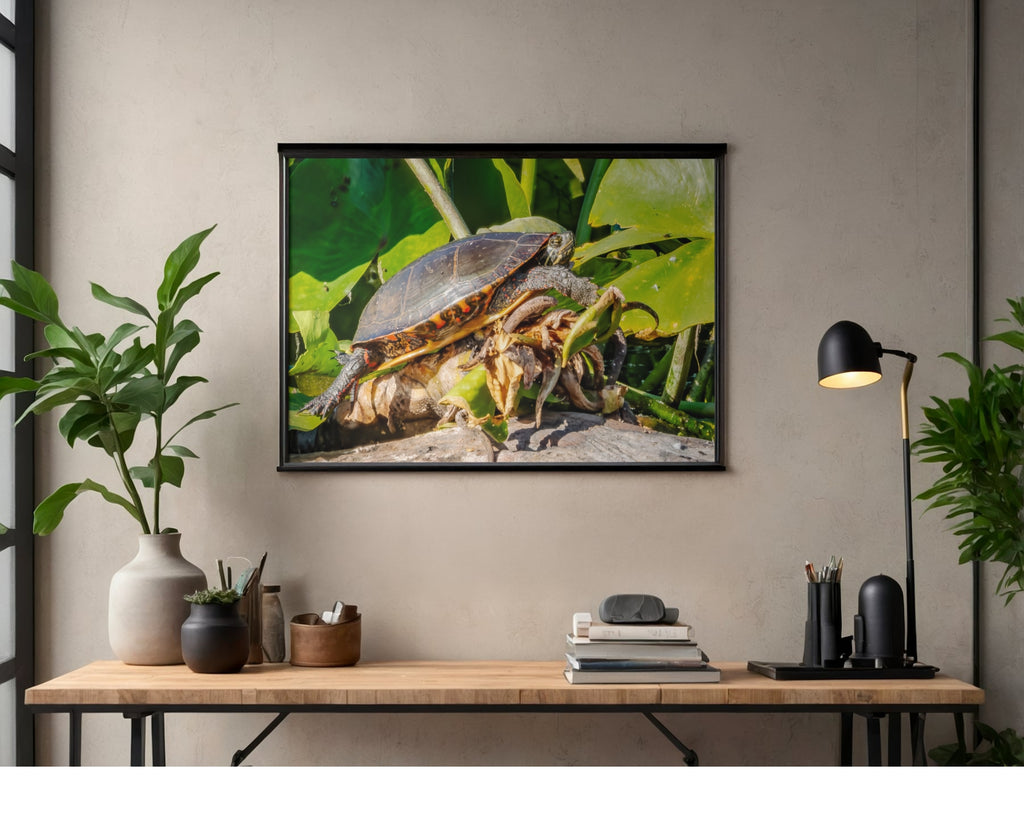Painted Turtle Wildlife Photography Print | Tiny Desk Photos No. 162