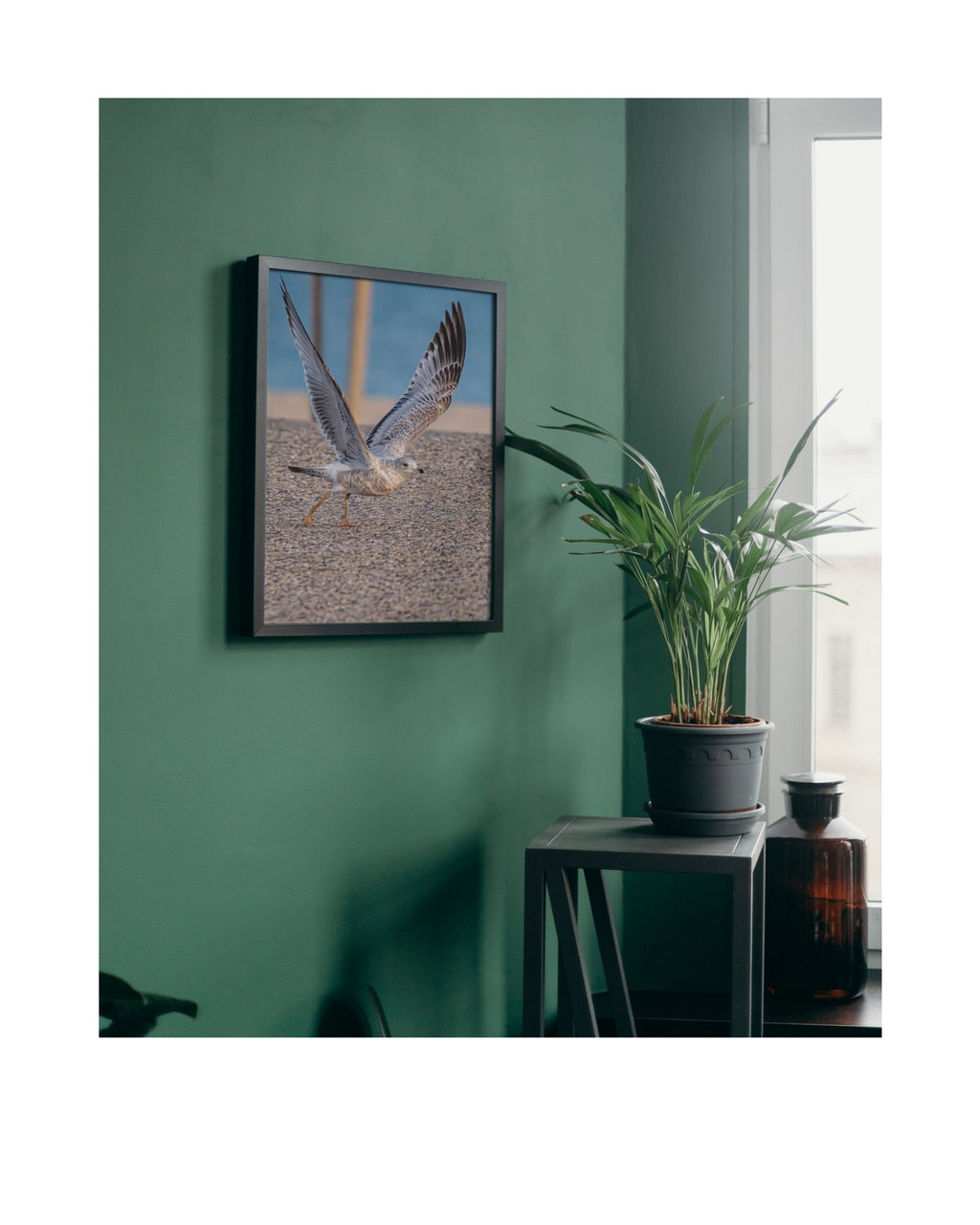 Ring-billed Gull Wildlife Photography Print | Tiny Desk Photos No. 27