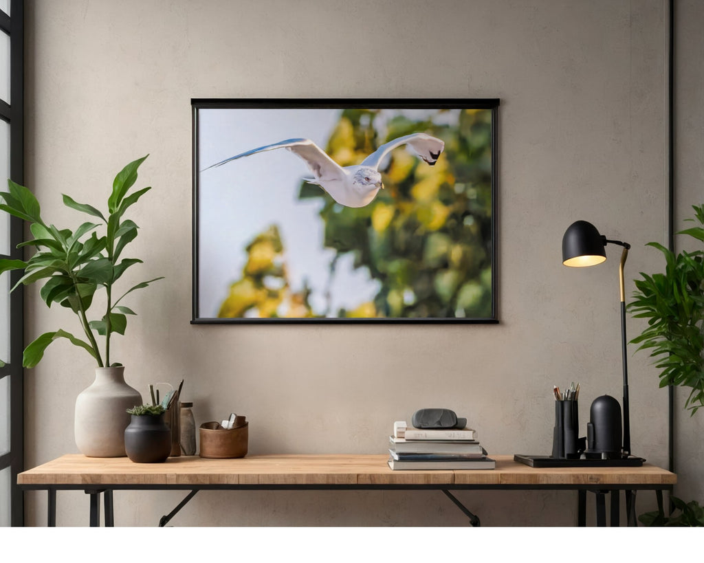 Ring-billed Gull In Flight Wildlife Photography Print | Tiny Desk Photos No. 29