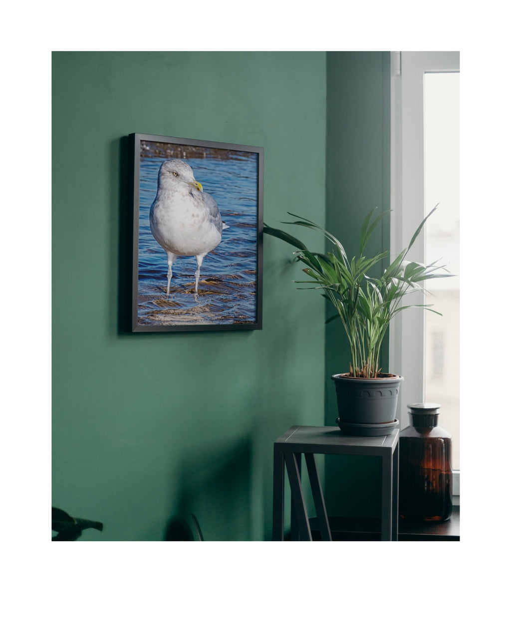 Ring-billed Gull Shoreline Portrait Wildlife Photography Print | Tiny Desk Photos No. 33