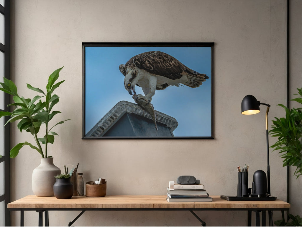 Osprey Catching Fish Wildlife Photography Print | Tiny Desk Photos No. 38