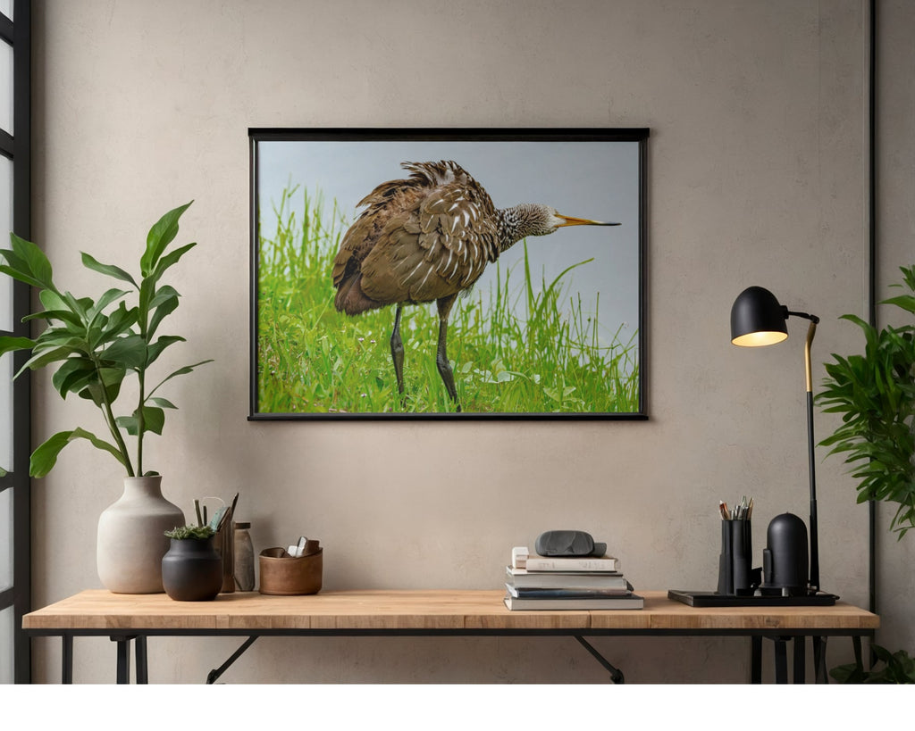 Limpkin Ruffled Feathers Wildlife Photography Print | Tiny Desk Photos No. 43