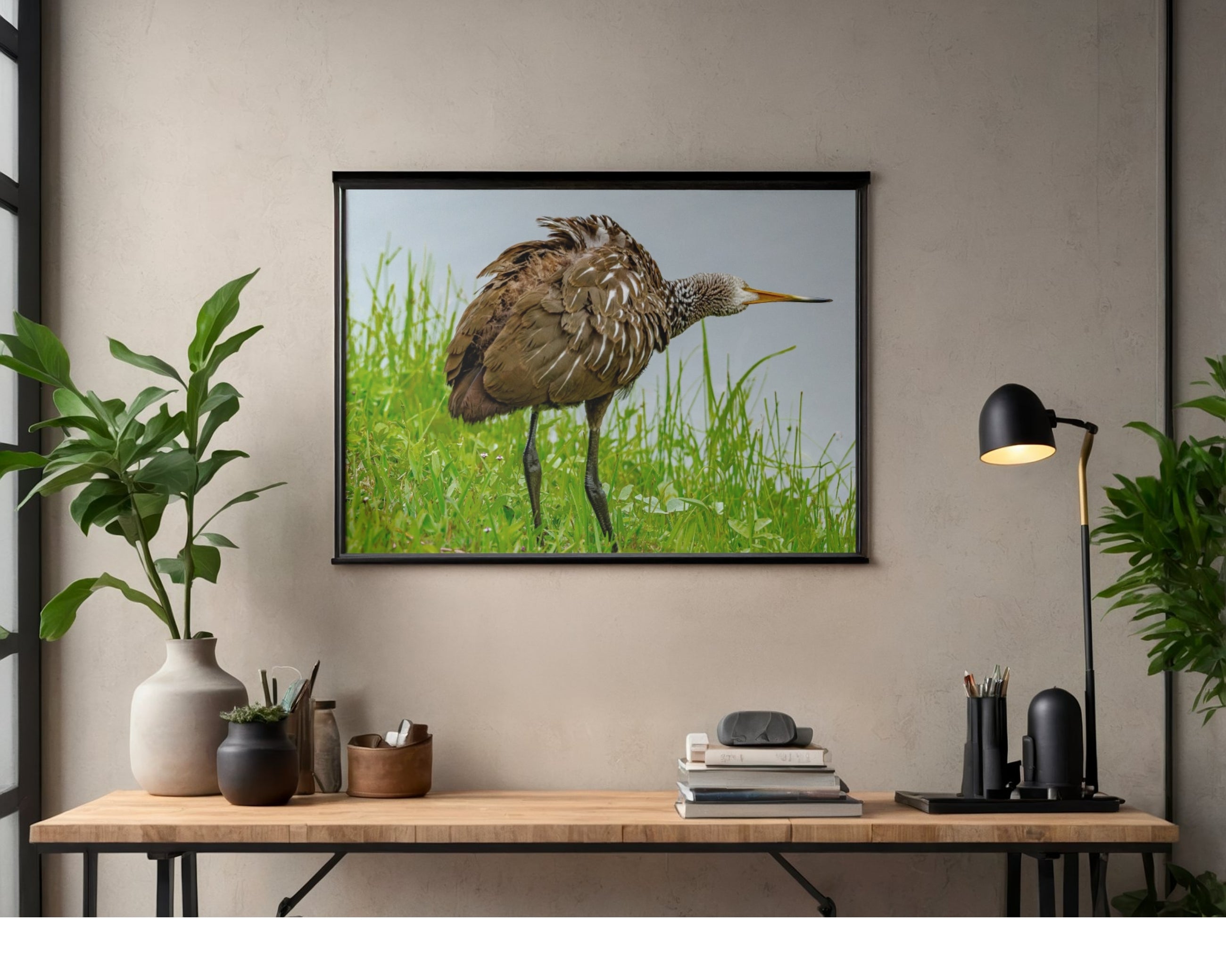 Limpkin Ruffled Feathers Wildlife Photography Print | Tiny Desk Photos No. 43