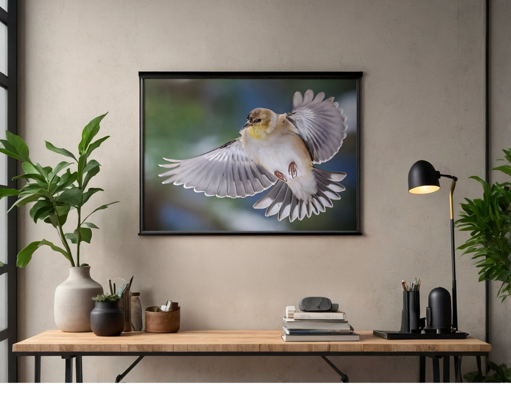 American Goldfinch Mid Air Flight Wildlife Photography Print | Tiny Desk Photos No. 49