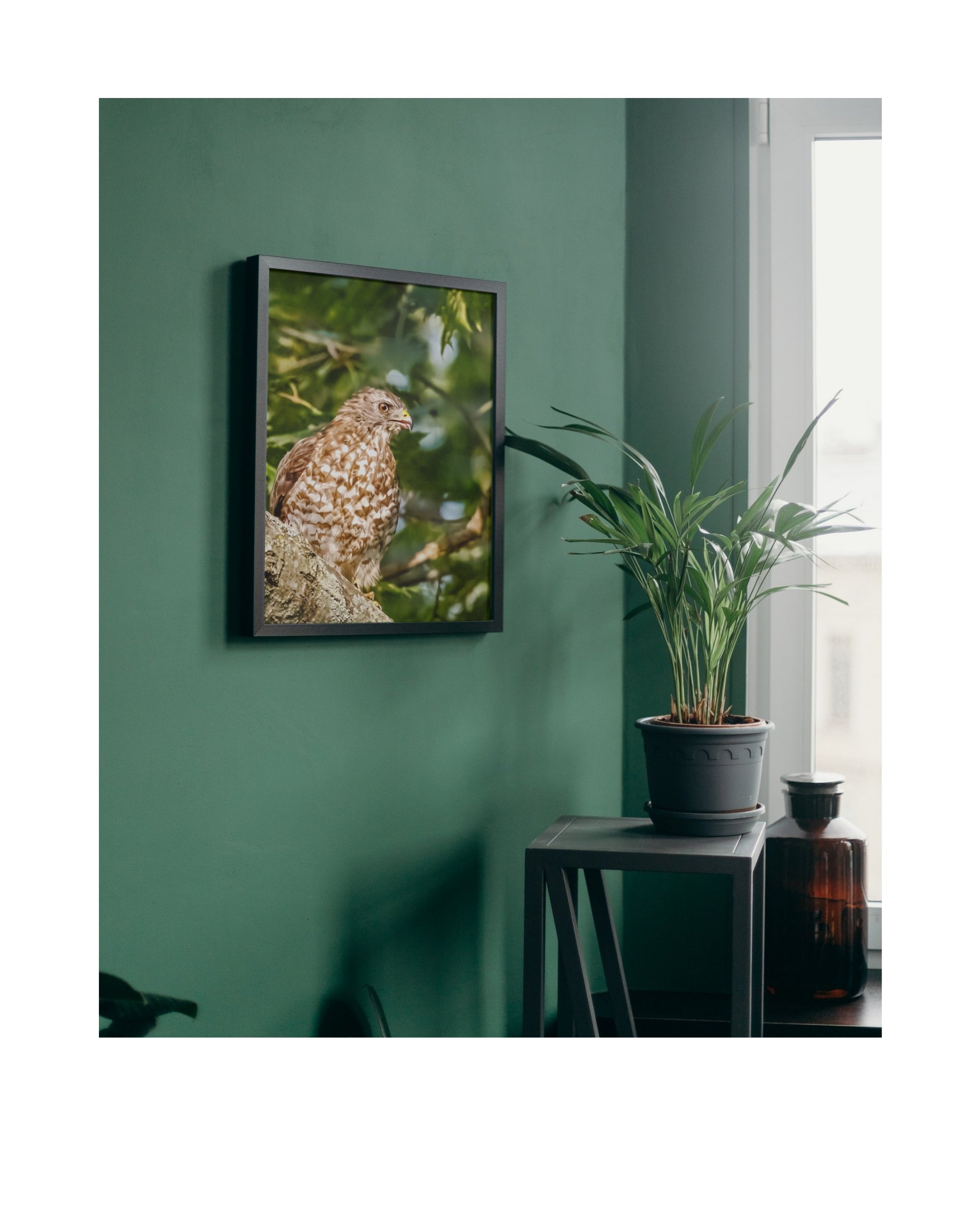 Tiny Desk Photos • No. 5 | Red-shouldered Hawk | Misdirection