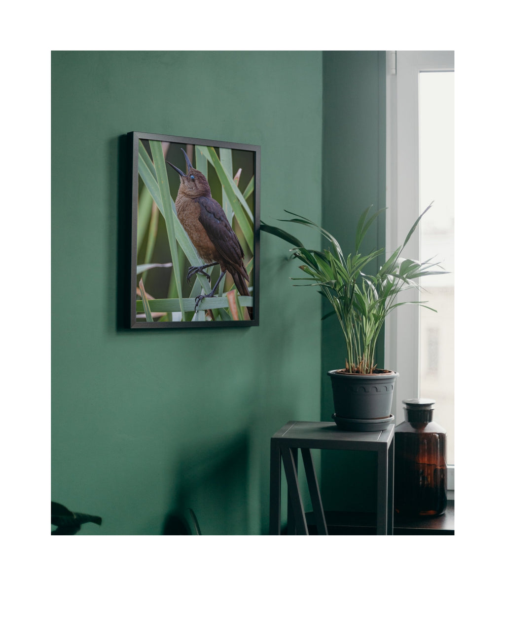 Boat Tailed Grackle Calling Wildlife Photography Print | Tiny Desk Photos No. 50