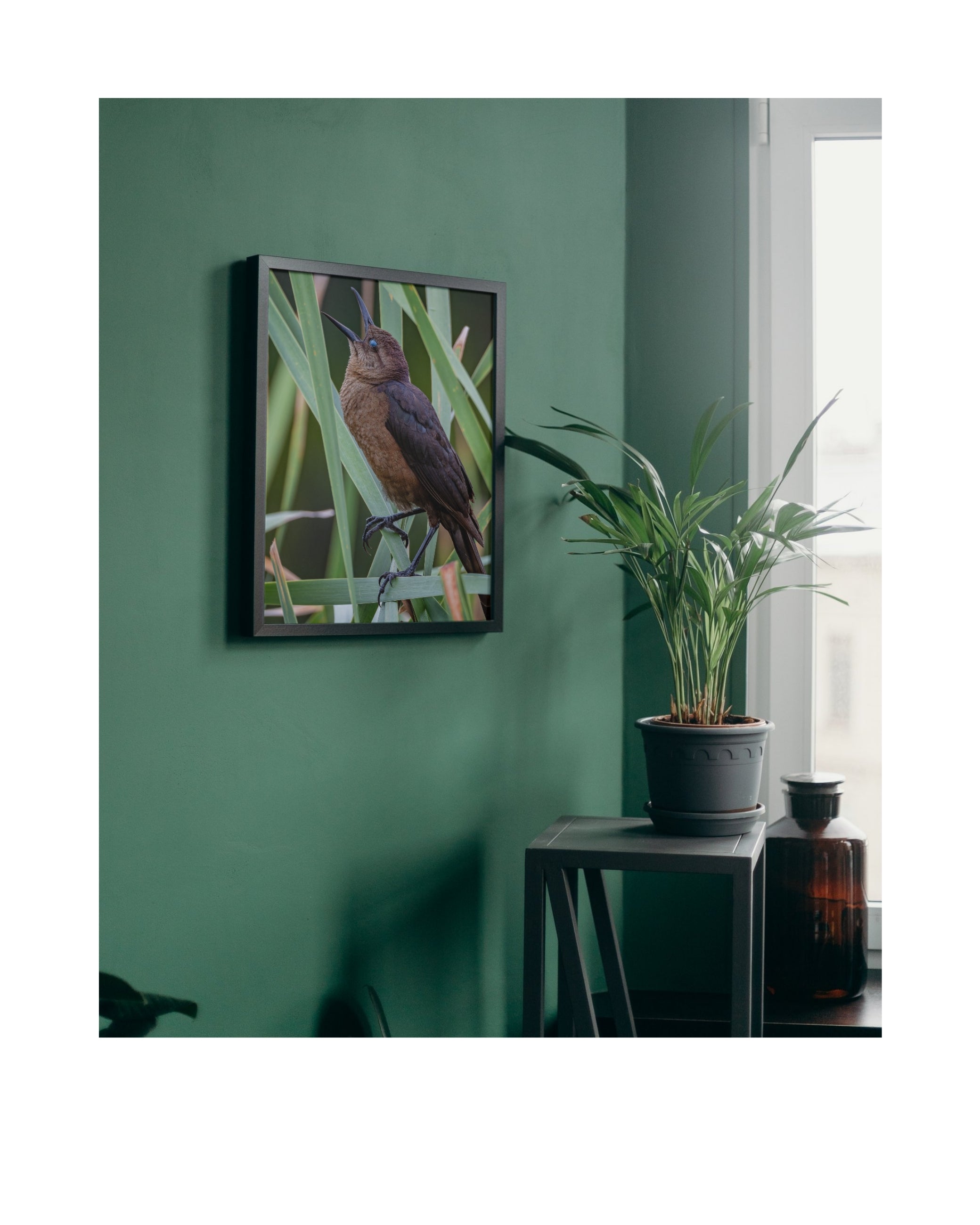 Boat Tailed Grackle Calling Wildlife Photography Print | Tiny Desk Photos No. 50