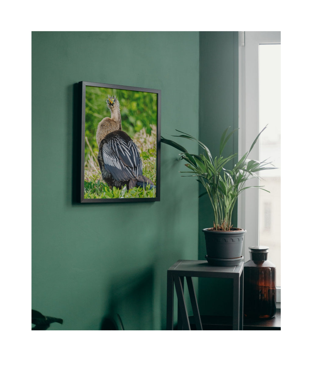 Anhinga Back View Head Turn Wildlife Photography Print | Tiny Desk Photos No. 52