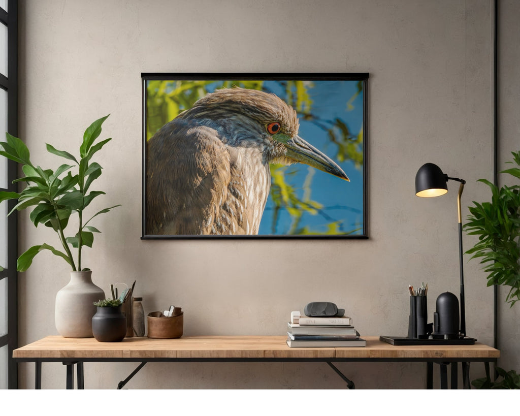 Yellow Crowned Night Heron Close Up Wildlife Photography Print | Tiny Desk Photos No. 53