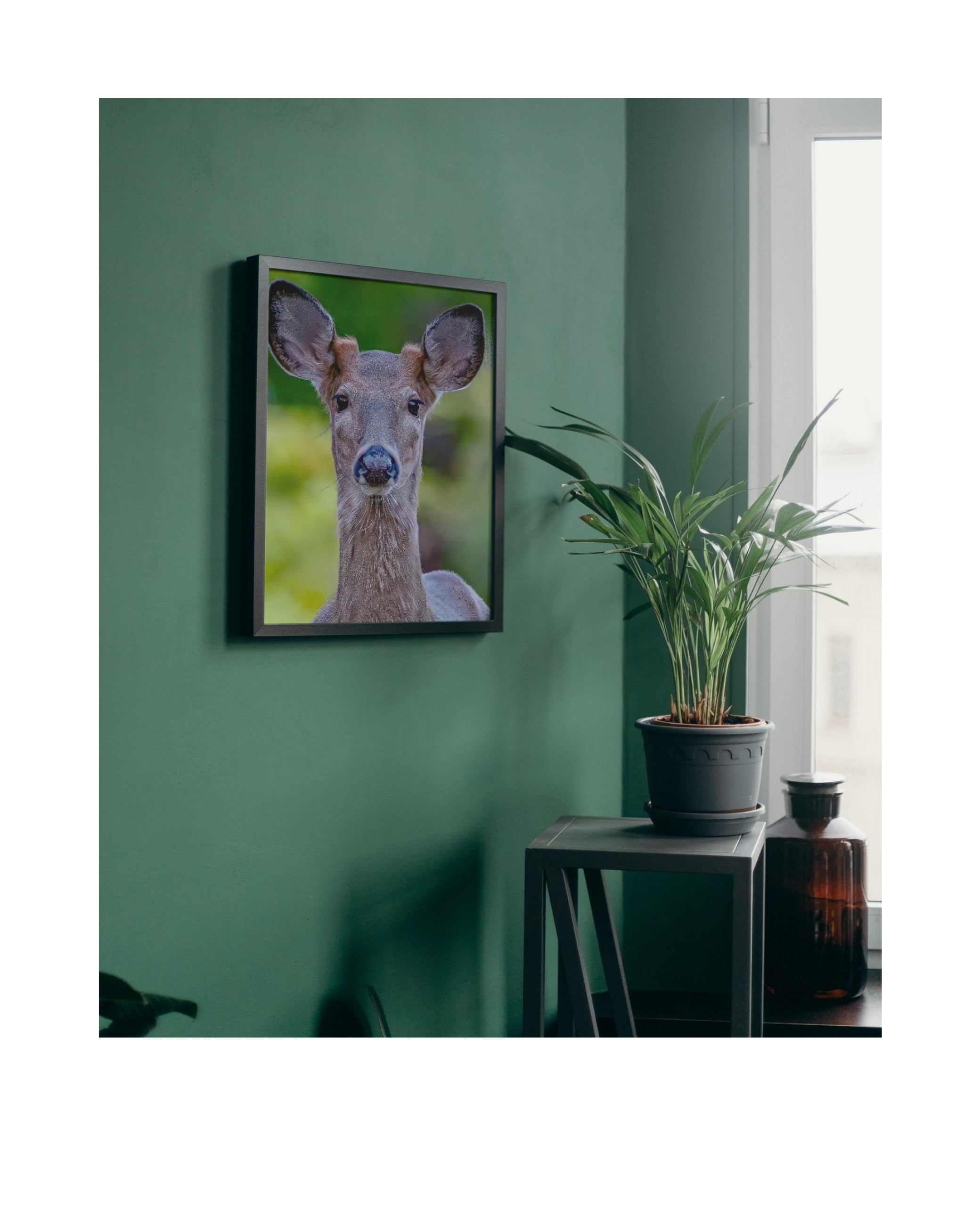 White Tailed Deer Portrait Wildlife Photography Print | Tiny Desk Photos No. 54