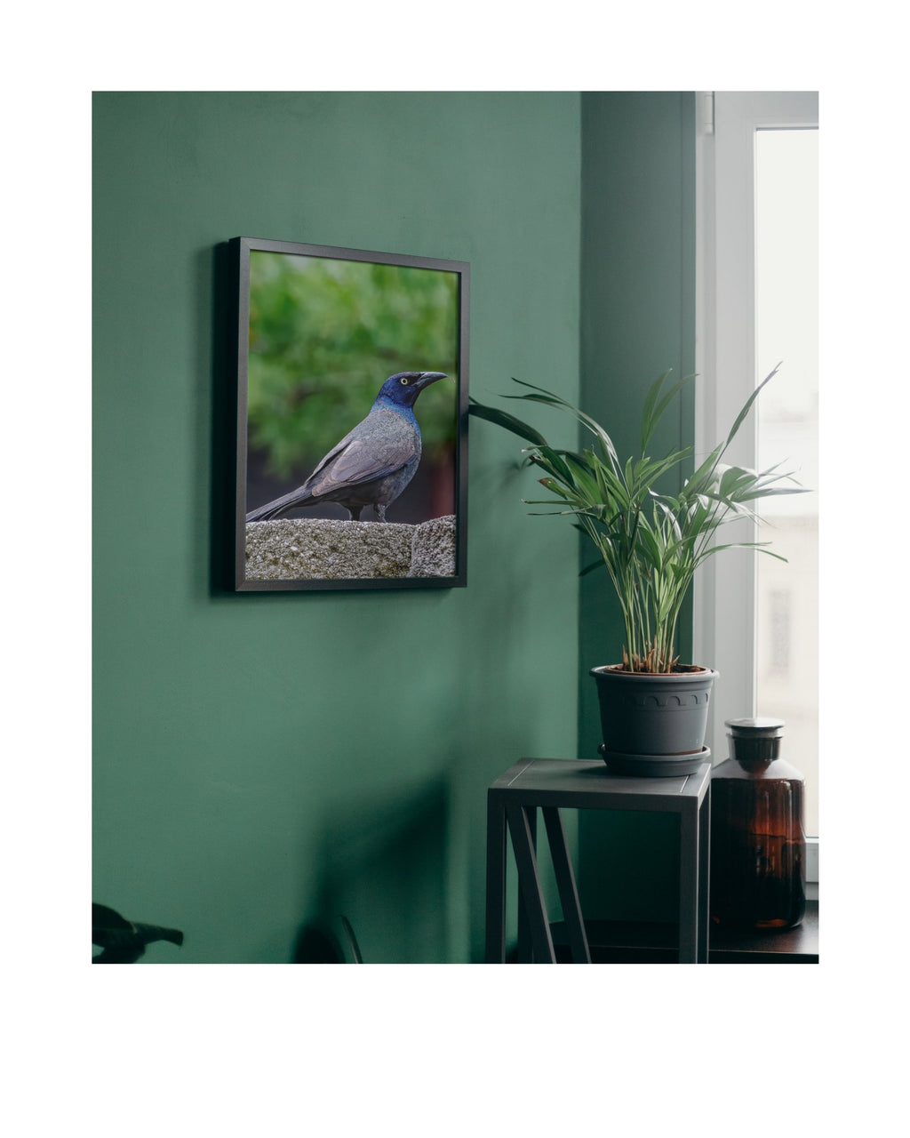Common Grackle Perched Portrait Wildlife Photography Print | Tiny Desk Photos No. 57