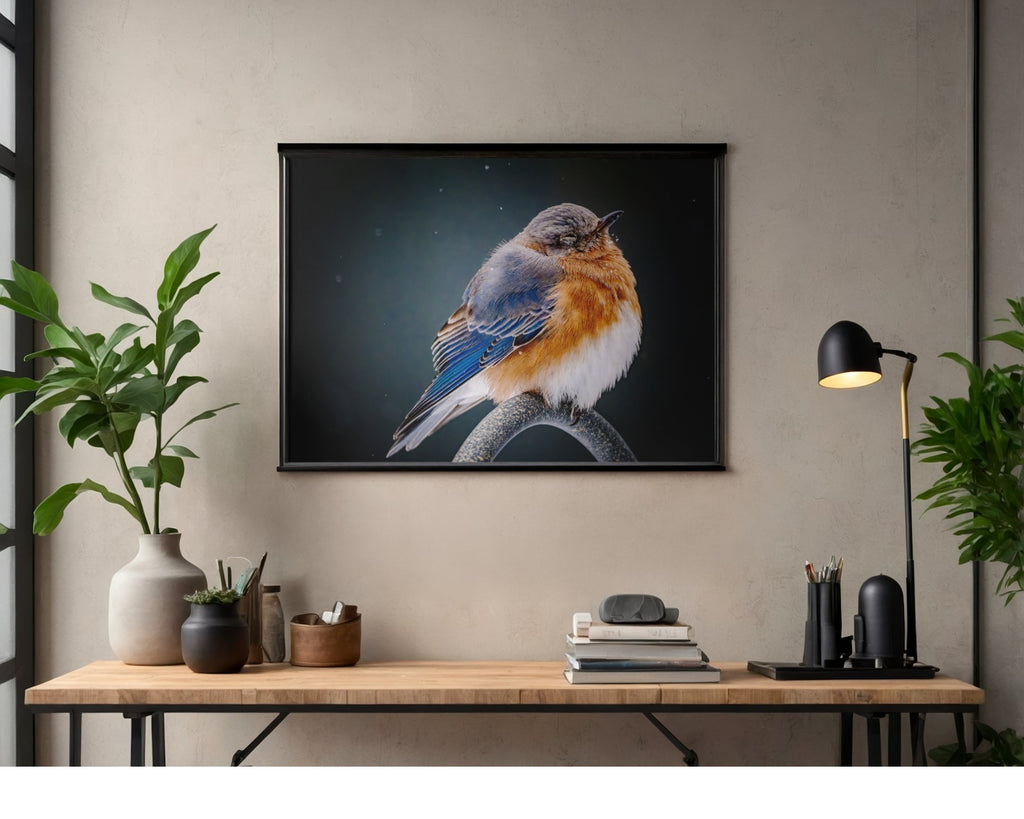 Eastern Bluebird Fluffed Feathers Wildlife Photography Print | Tiny Desk Photos No. 58