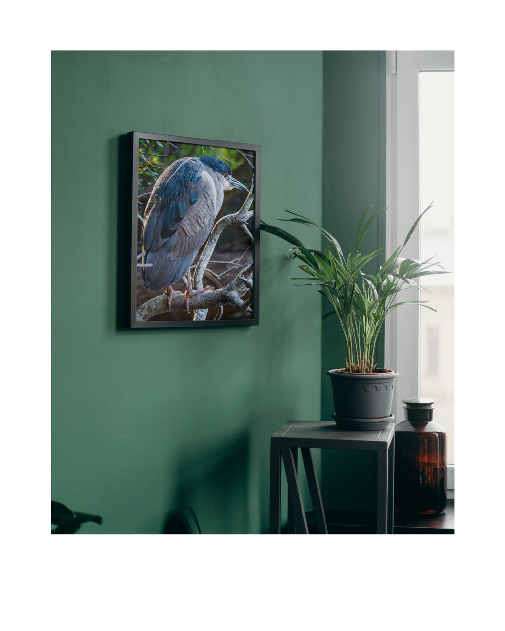 Black-crowned Night Heron Wildlife Photography Print | Tiny Desk Photos No. 62