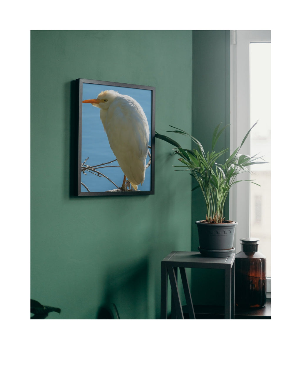 Cattle Egret Wildlife Photography Print | Tiny Desk Photos No. 64