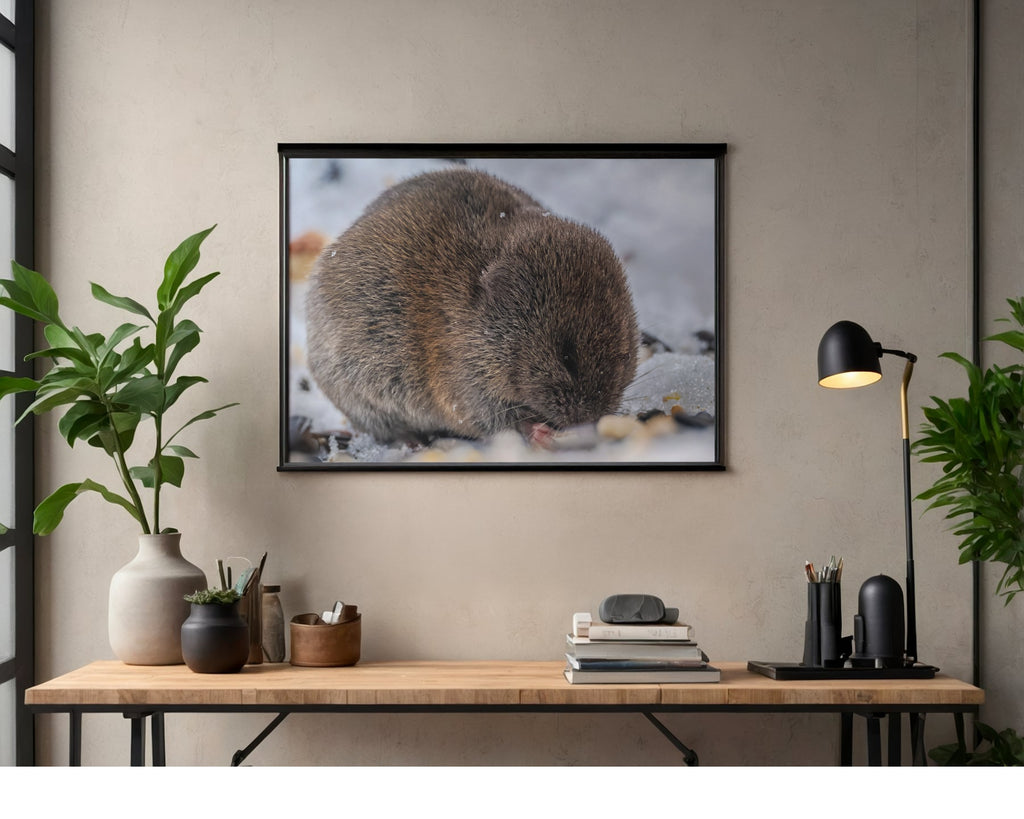 Vole Wildlife Photography Print | Tiny Desk Photos No. 65
