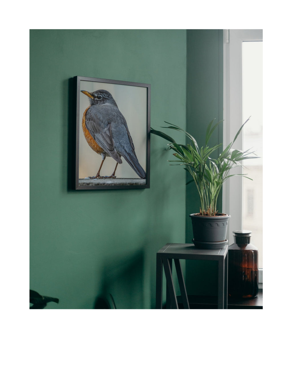 American Robin Side Profile Wildlife Photography Print | Tiny Desk Photos No. 66