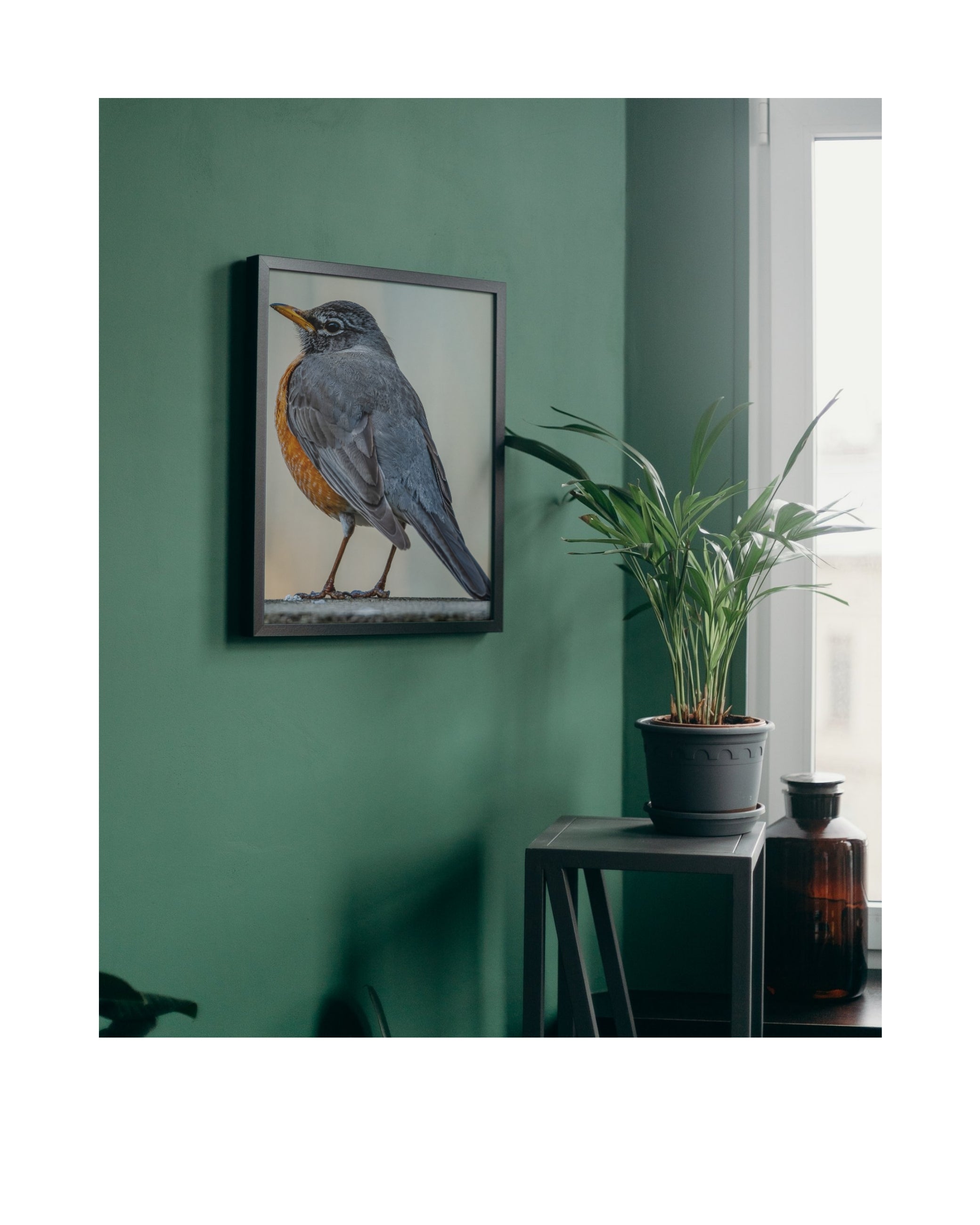 American Robin Side Profile Wildlife Photography Print | Tiny Desk Photos No. 66