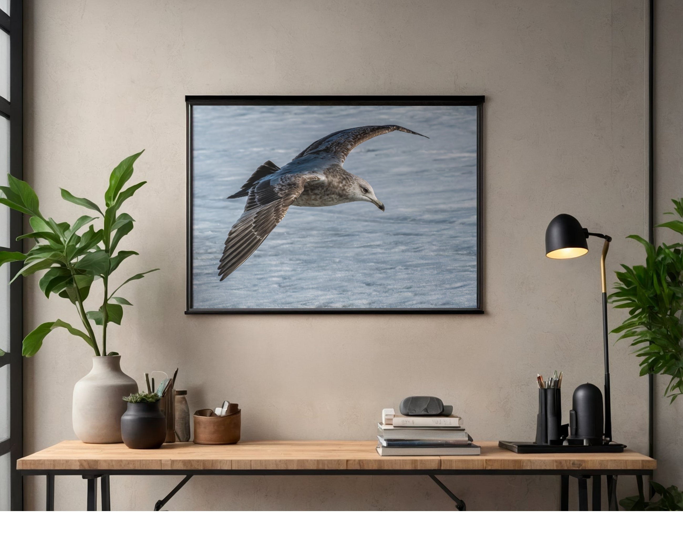 Juvenile Ring-billed Gull In Flight Wildlife Photography Print | Tiny Desk Photos No. 70