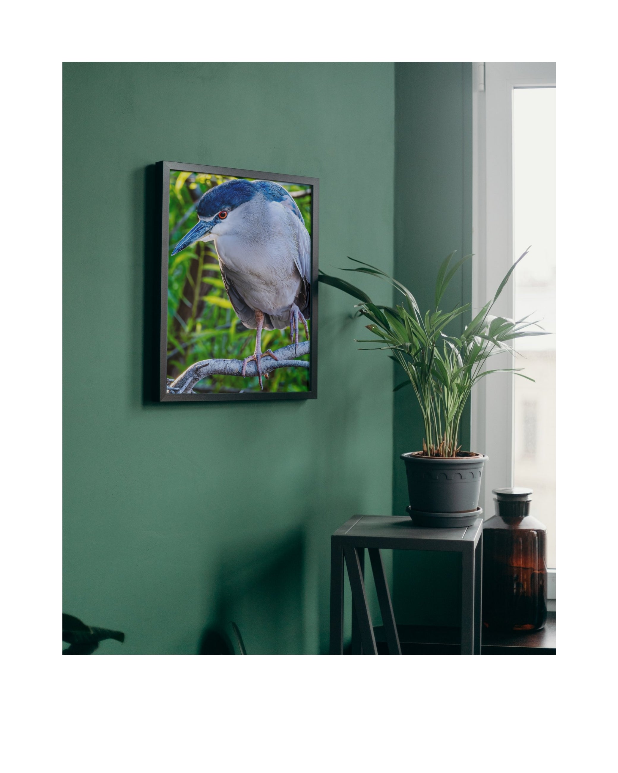 Black-crowned Night Heron Perched Portrait Wildlife Photography Print | Tiny Desk Photos No. 74