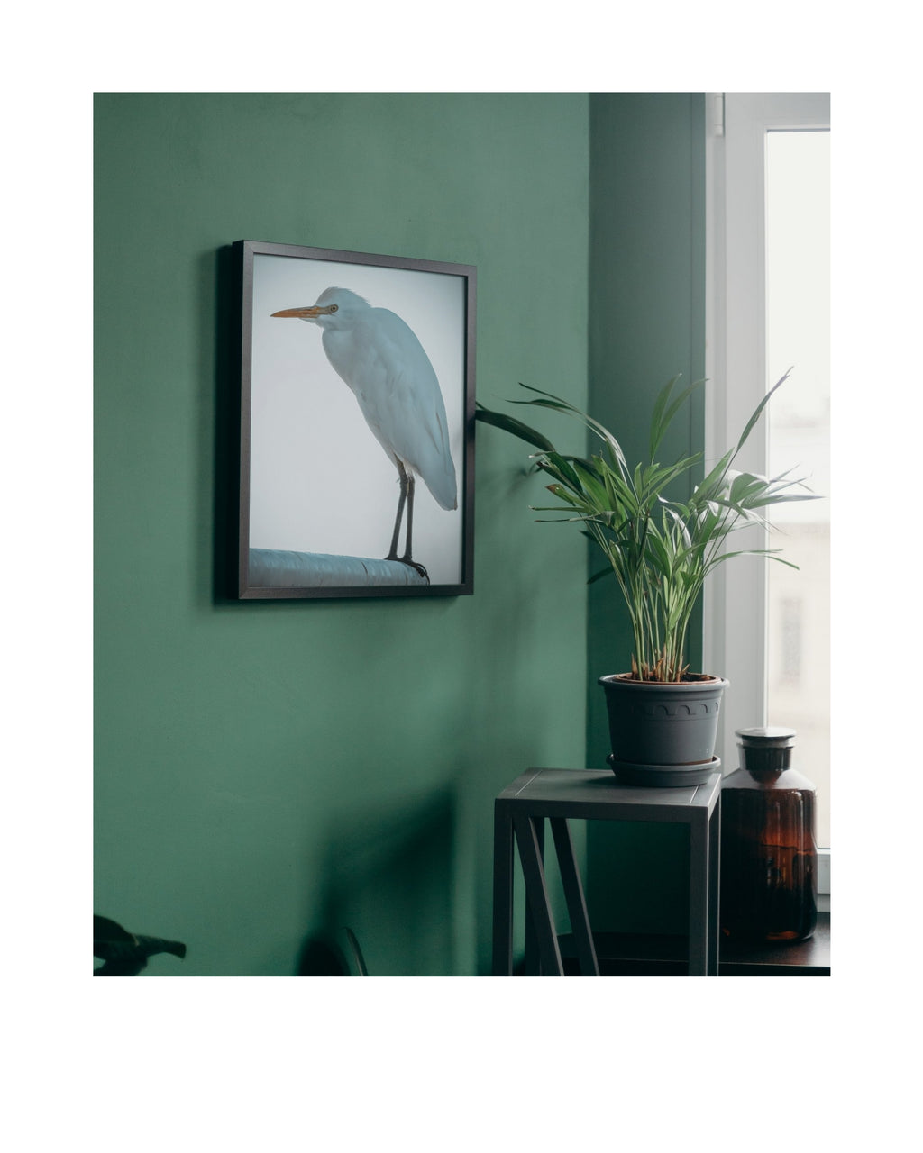 Cattle Egret Wildlife Photography Print | Tiny Desk Photos No. 75