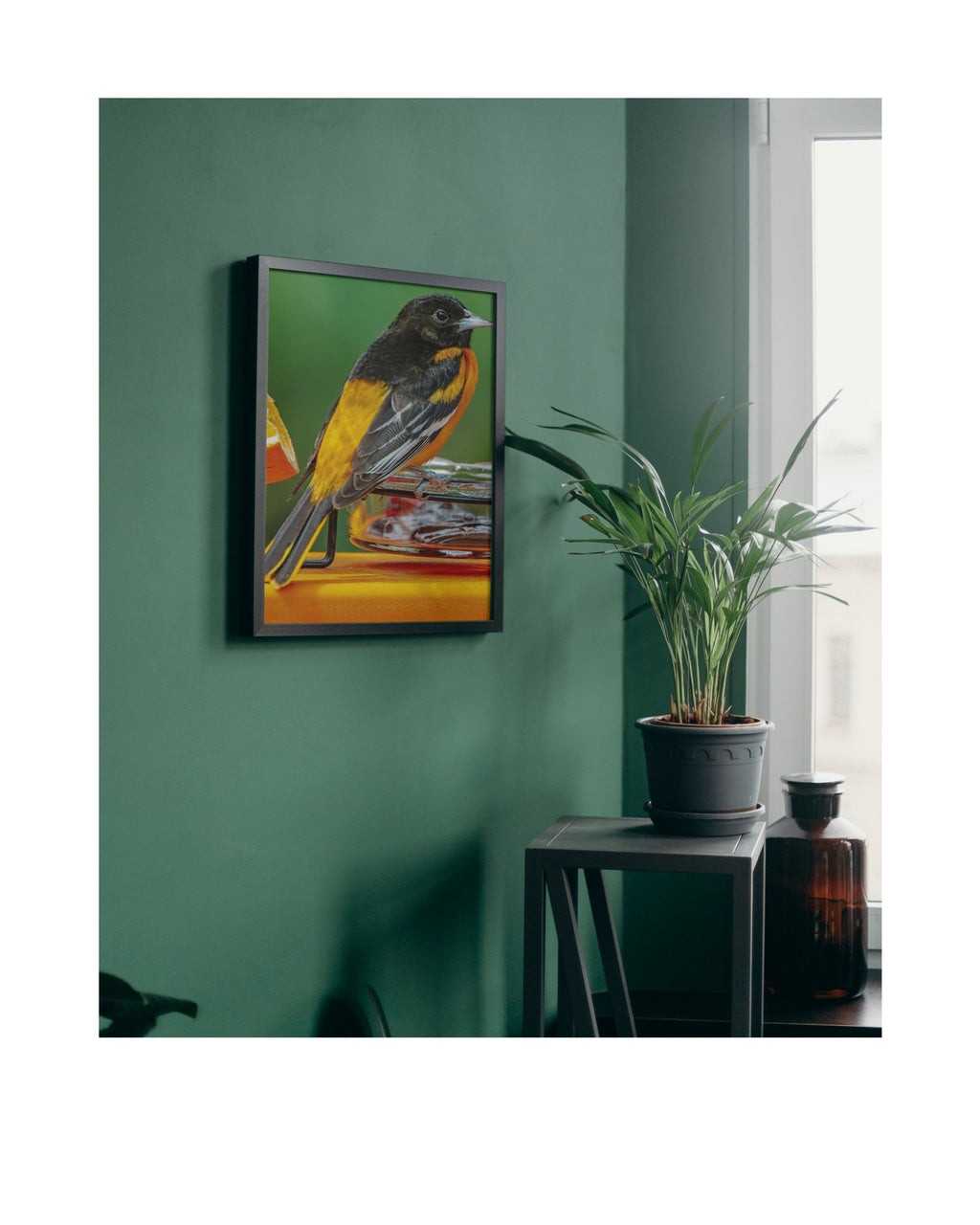 Baltimore Oriole Wildlife Photography Print | Tiny Desk Photos No. 76