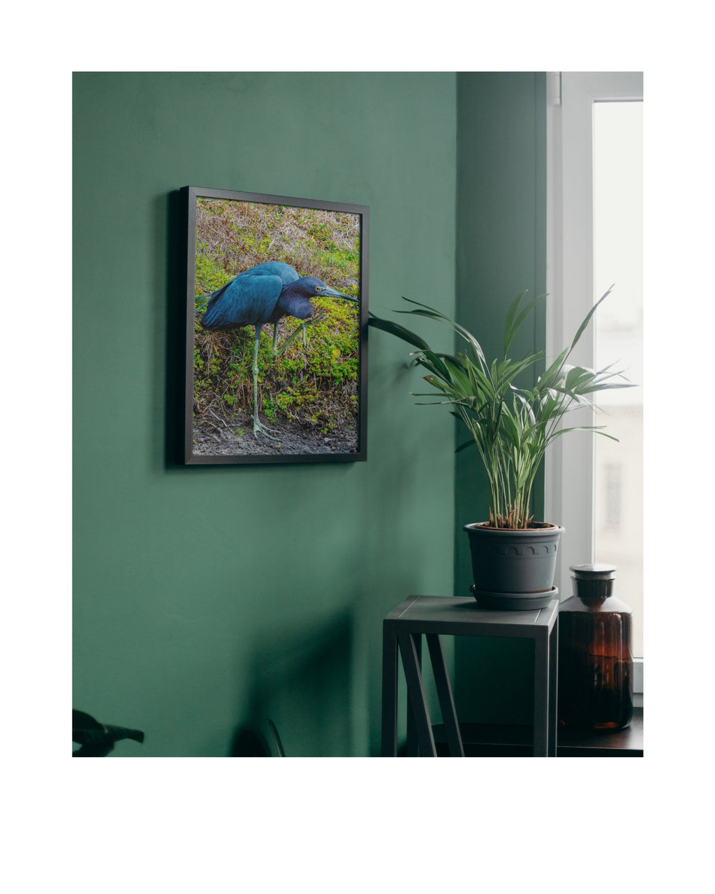 Little Blue Heron Awkward Stance Wildlife Photography Print | Tiny Desk Photos No. 78