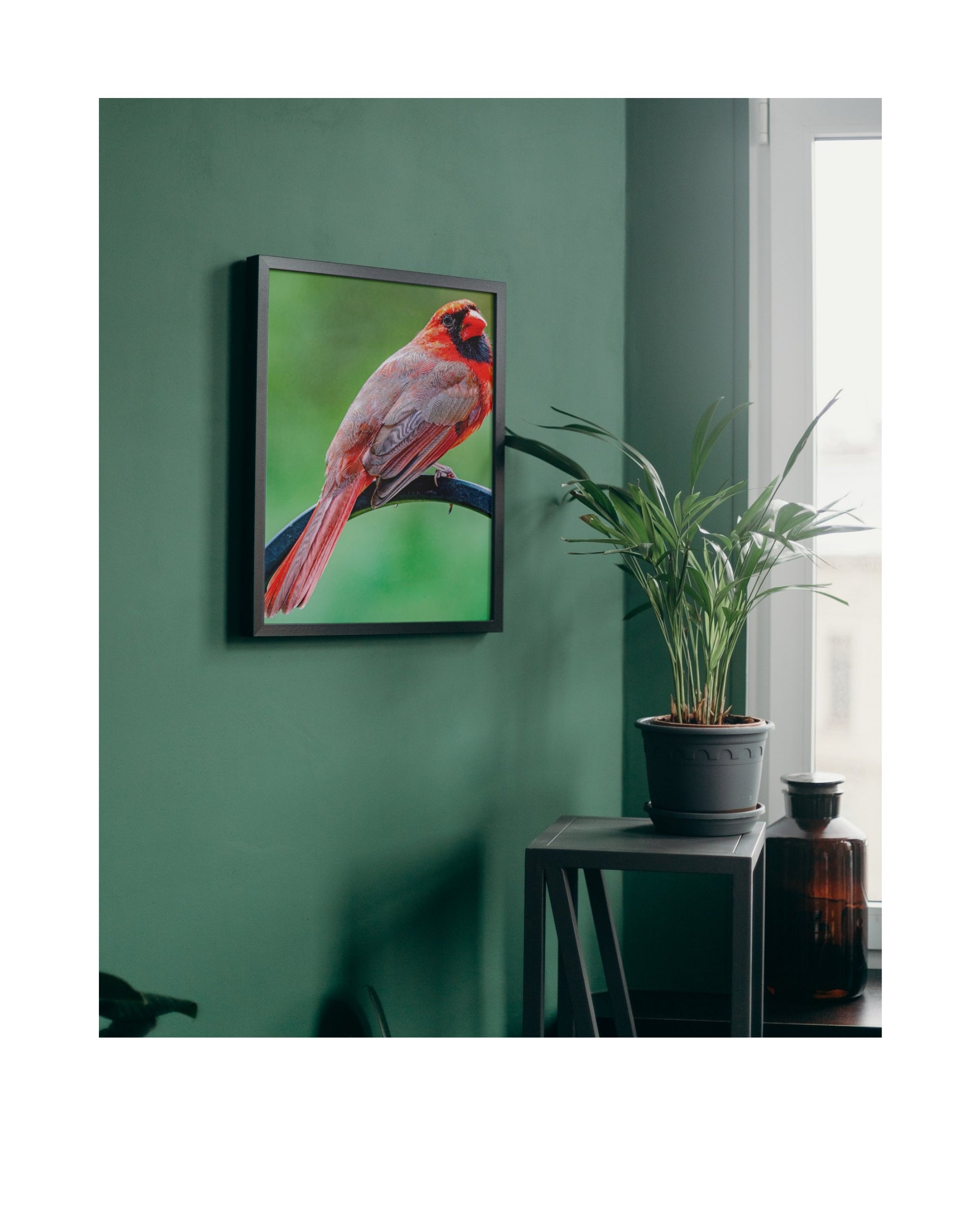 Tiny Desk Photos • No. 8 | Northern Cardinal | Vanity