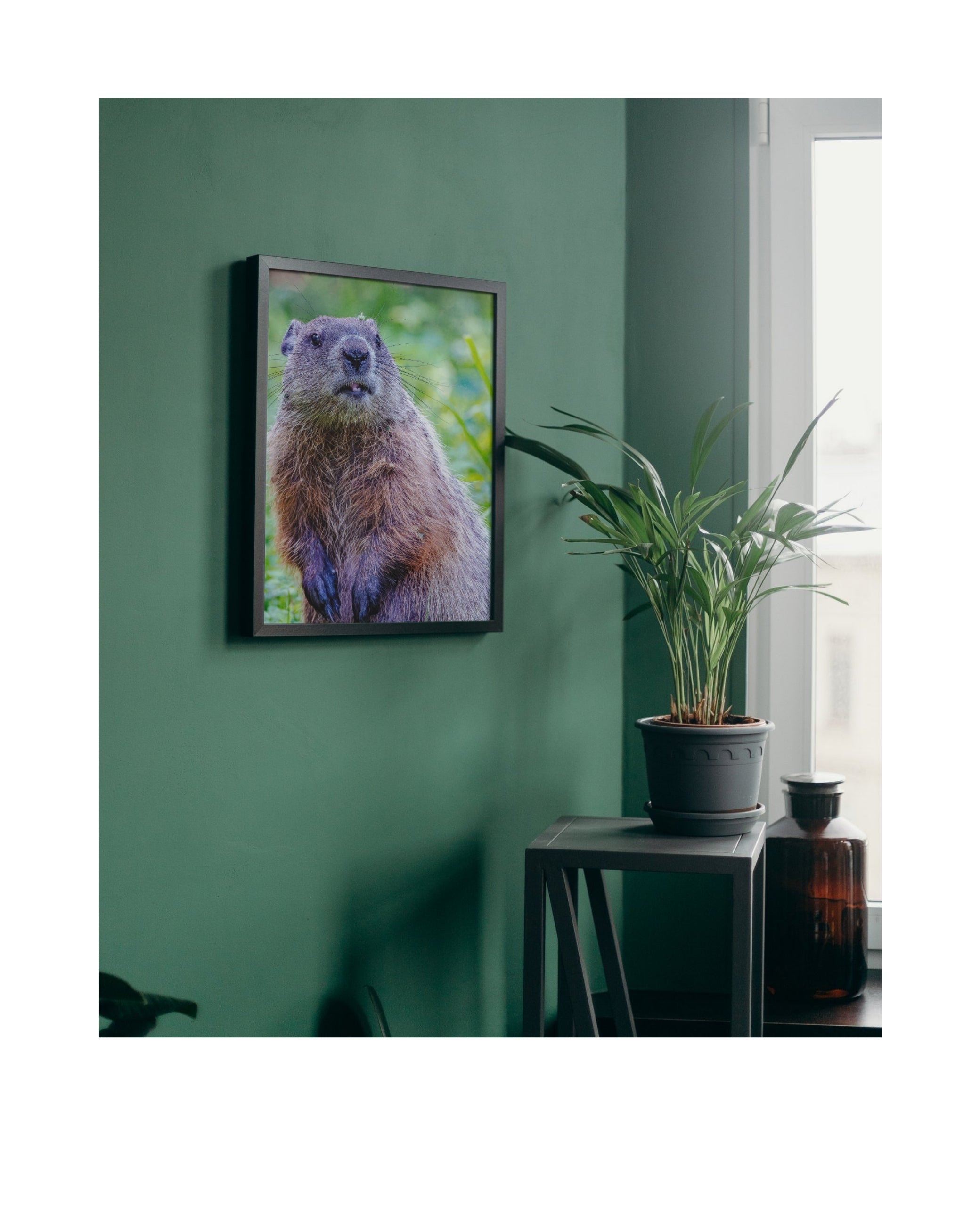 Groundhog Upright Portrait Wildlife Photography Print | Tiny Desk Photos No. 81