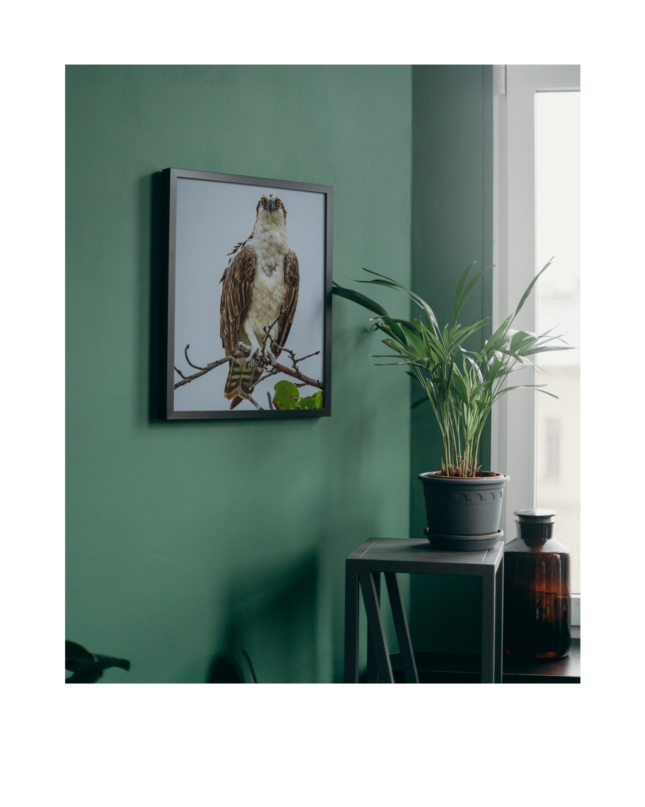 Osprey Perched Front View Wildlife Photography Print | Tiny Desk Photos No. 82