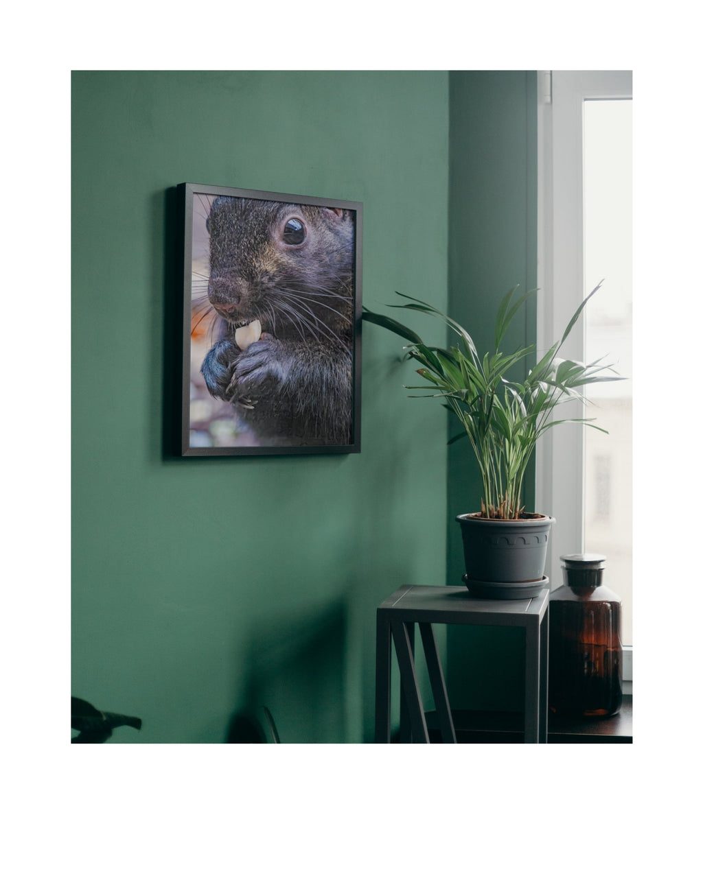 Eastern Gray Squirrel Close-Up with Peanut Wildlife Photography Print | Tiny Desk Photos No. 86