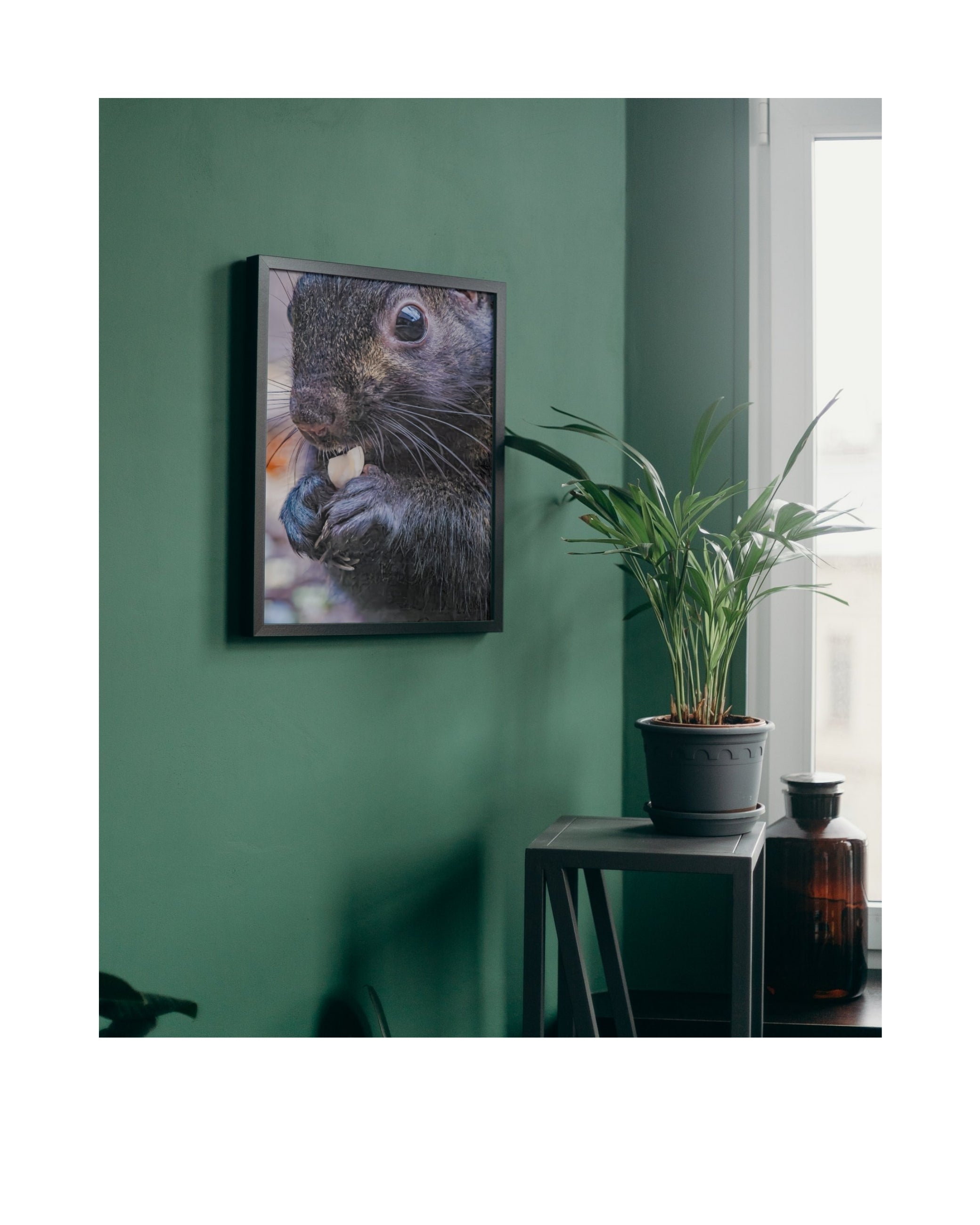 Eastern Gray Squirrel Close-Up with Peanut Wildlife Photography Print | Tiny Desk Photos No. 86