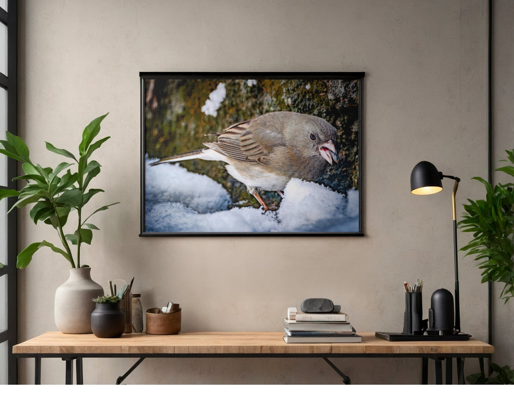 Dark-Eyed Junco in Snow Wildlife Photography Print | Tiny Desk Photos No. 88