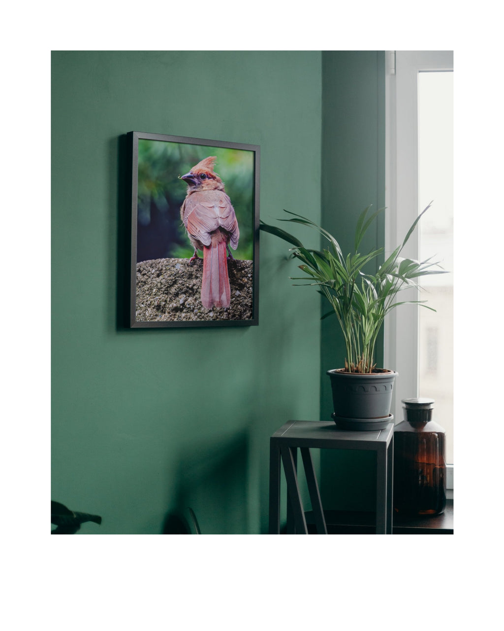 Female Northern Cardinal Rear View Portrait Wildlife Photography Print | Tiny Desk Photos No. 89