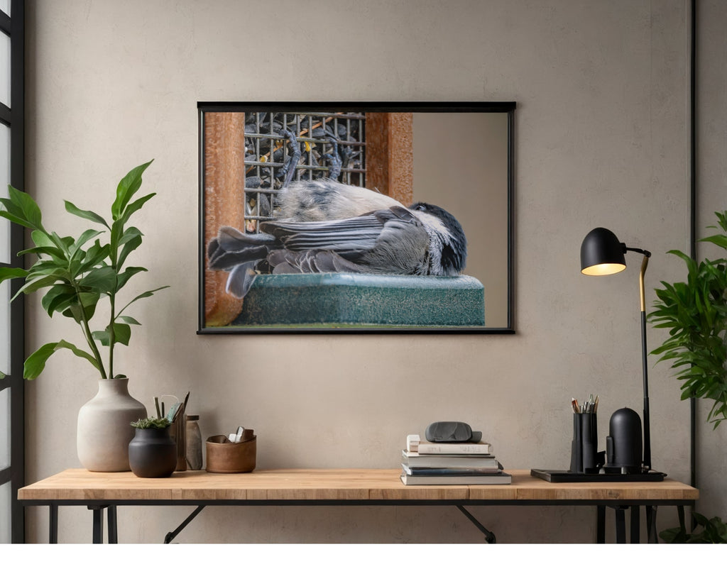 Black-Capped Chickadee at Feeder Wildlife Photography Print | Tiny Desk Photos No. 90