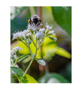 Tiny Desk Photos • No. 11 | Bumblebee | Partnership