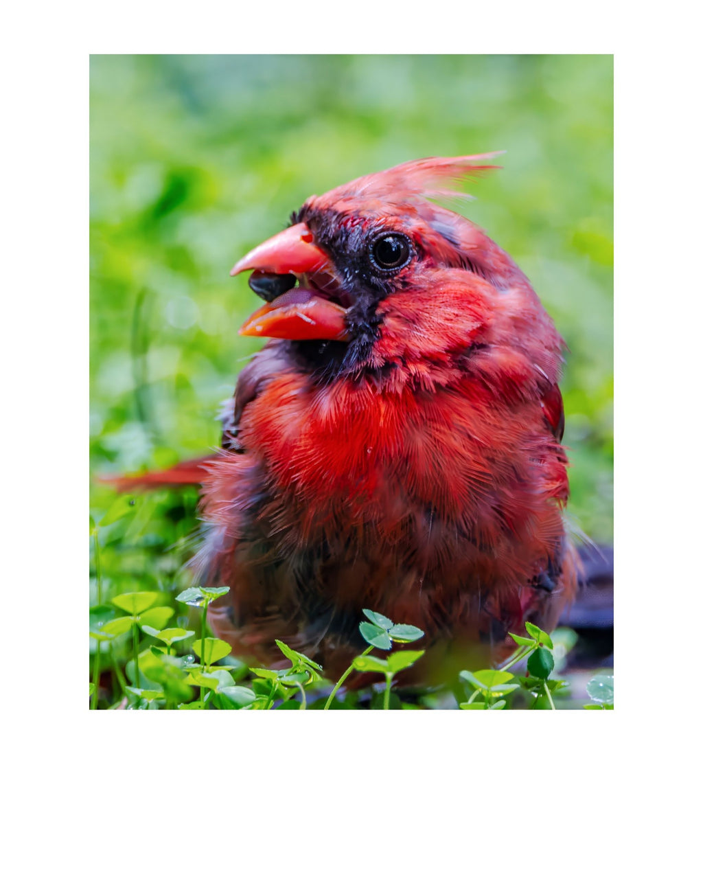 Tiny Desk Photos • No. 12 | Northern Cardinal | Defiance