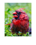 Tiny Desk Photos • No. 12 | Northern Cardinal | Defiance