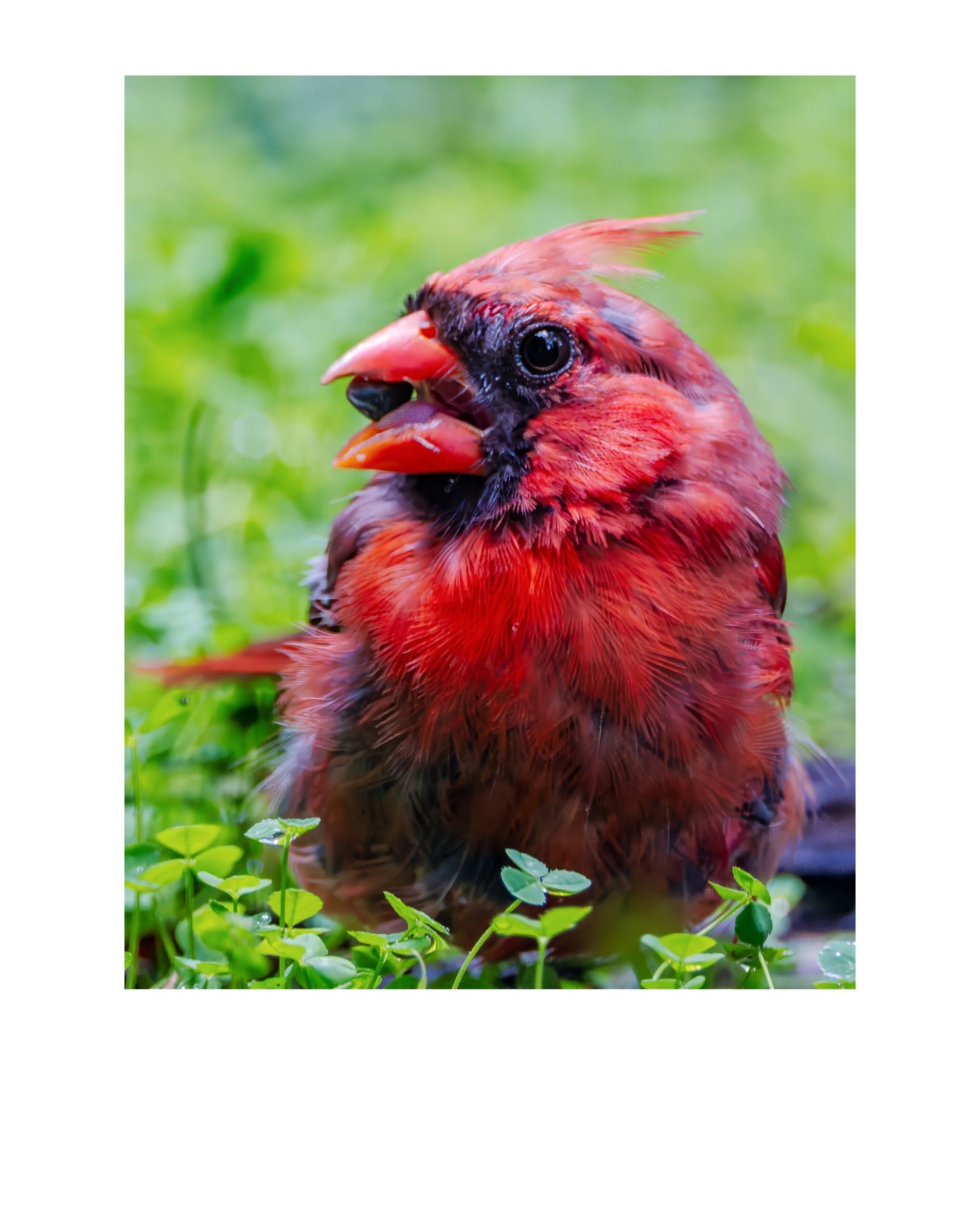 Tiny Desk Photos • No. 12 | Northern Cardinal | Defiance