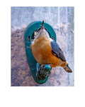 Tiny Desk Photos • No. 15 | Red-breasted Nuthatch | Perspective