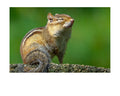 Tiny Desk Photos • No. 16 | Eastern Chipmunk | Dismissal