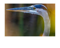 Tiny Desk Photos • No. 17 | Great Blue Heron | Judgment